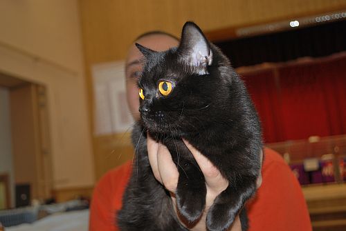koka